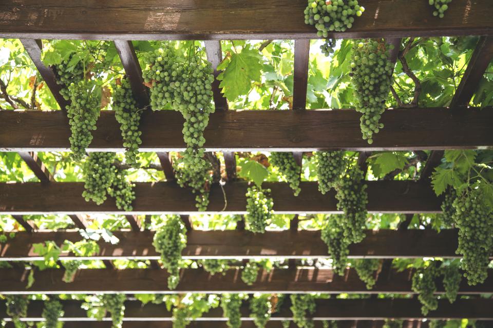 The pergola