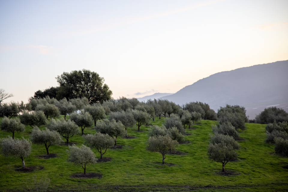 The estate's olive trees
